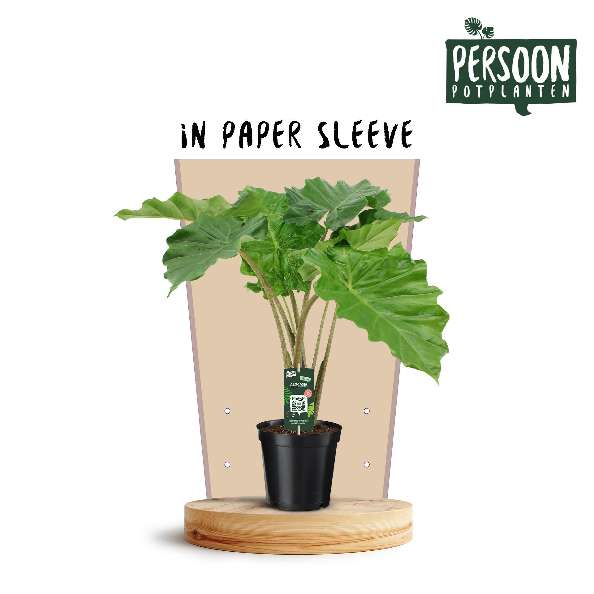 Alocasia Portodora - Ø21cm - ↕75cm - Pflanzfix24.de - Pflanzfix24.de