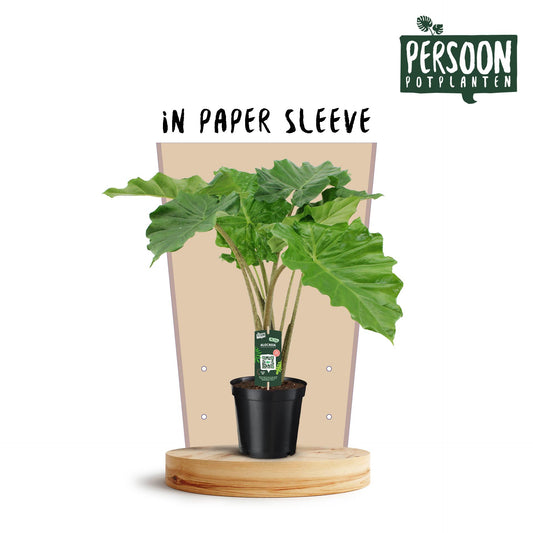 Alocasia Portodora - Ø21cm - ↕75cm - Pflanzfix24.de - Pflanzfix24.de