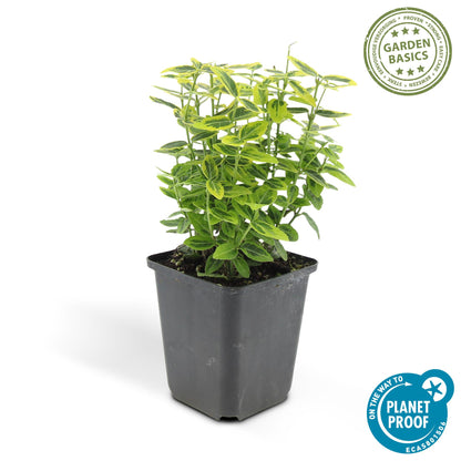 24x Euonymus fort. 'Emerald 'n Gold’ - ↕10-25cm - Ø9cm - Pflanzfix24