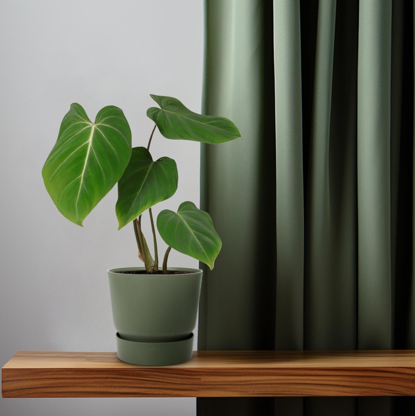 Philodendron Glorisoum - Ø12cm - ↕35cm bei Pflanzfix24