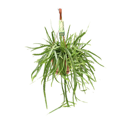Lepismium Bolivianum – 55 cm Hängekaktus | Pflanzfix24.de - Pflanzfix24.de
