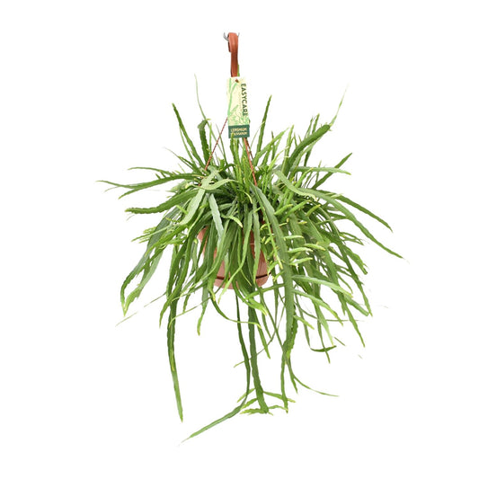 Lepismium Bolivianum – 55 cm Hängekaktus | Pflanzfix24.de - Pflanzfix24.de