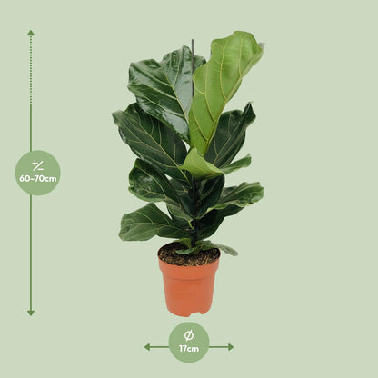 Ficus Lyrata - Ø17cm - ↕75cm - Pflanzfix24.de - Pflanzfix24.de