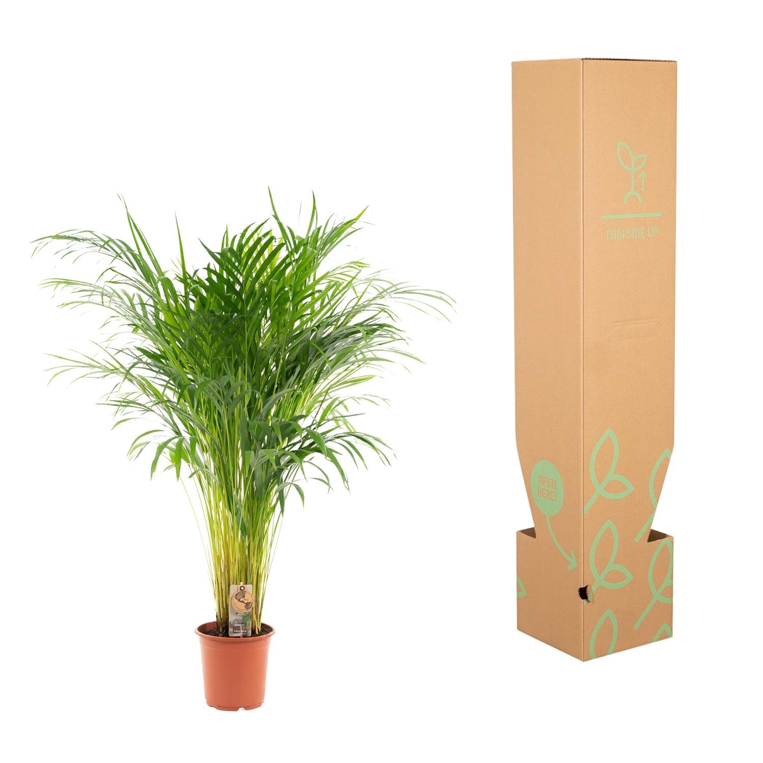 Areca-Palme - Ø21cm - ↕110cm | Pflanzfix24.de - Pflanzfix24.de