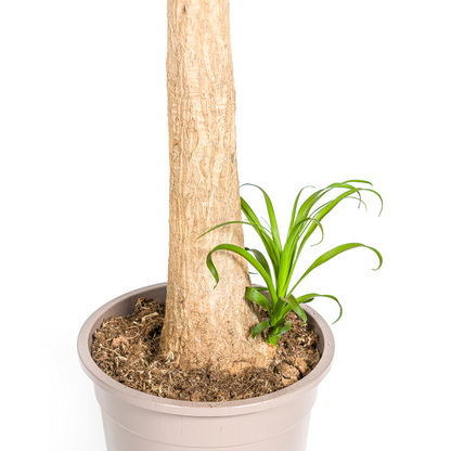 Beaucarnea Recurvata Stamm Ø27cm - ↕110 - 130cm - Pflanzfix24.de - Pflanzfix24.de