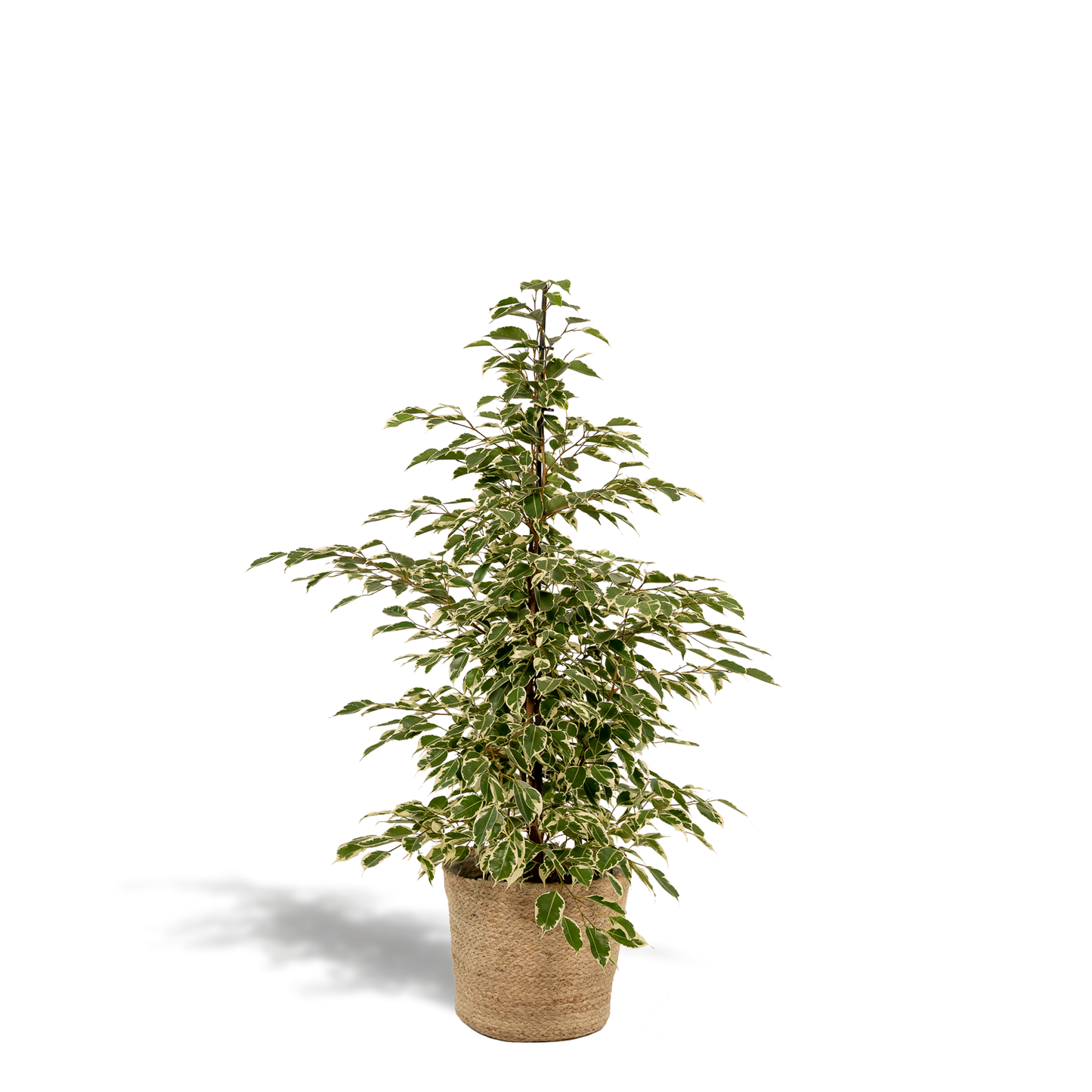 Ficus Benjamina Twilight - Ø21cm - ↕95cm + Korb Selin - Pflanzfix24