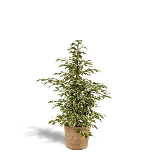 Ficus Benjamina Twilight - Ø21cm - ↕95cm + Korb Selin - Pflanzfix24