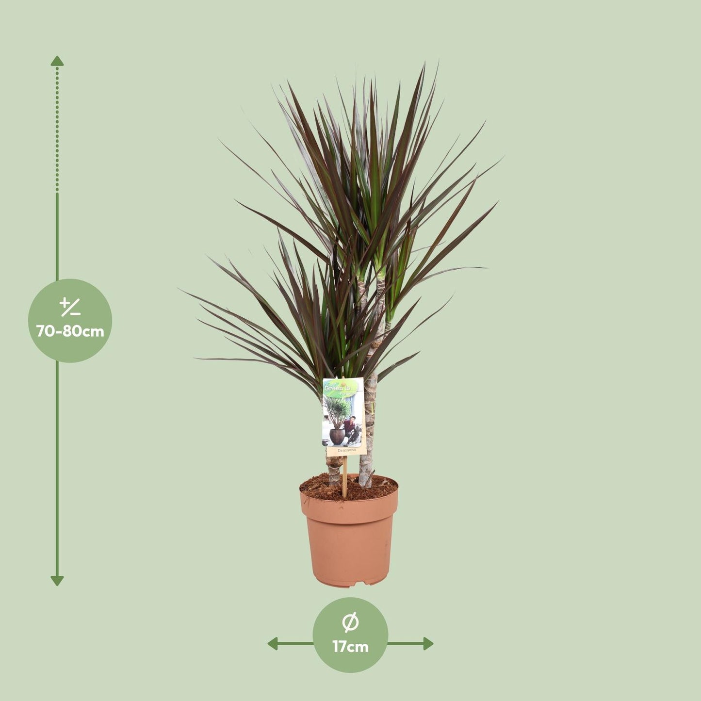 Dracaena Magenta - Ø17cm - ↕80cm bei Pflanzfix24.de - Pflanzfix24.de