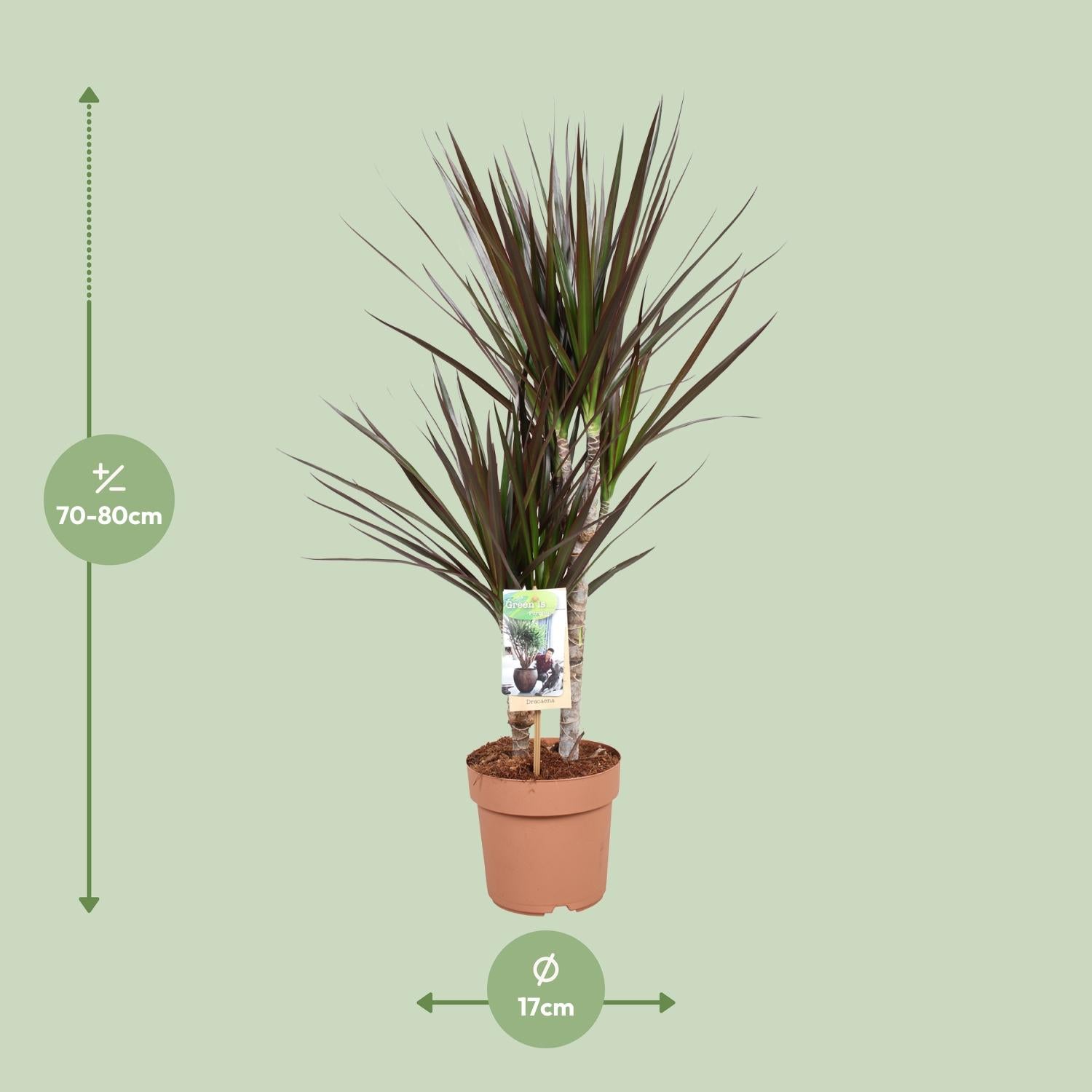 Dracaena Magenta - Ø17cm - ↕80cm bei Pflanzfix24.de - Pflanzfix24.de