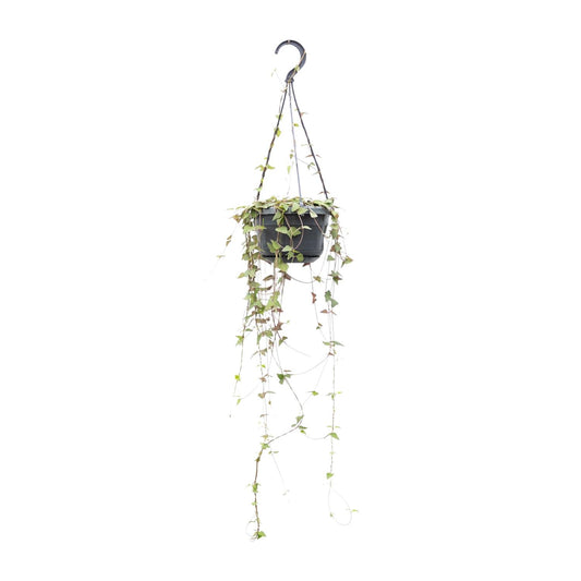 Ceropegia Linearis Remy - Ø14cm - pflanzfix24
