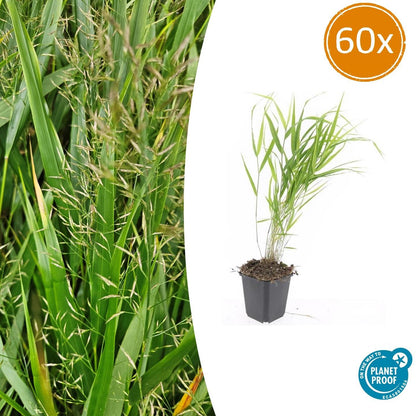 60x Hakonechloa macra - Ø9cm - bei Pflanzfix24