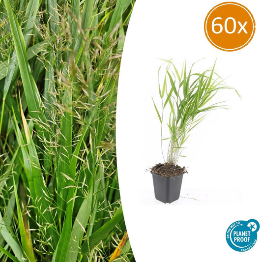 60x Hakonechloa macra - Ø9cm - bei Pflanzfix24