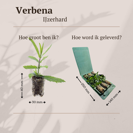 Verbena 6 Jungpflanzen – Bunte Blütenpracht | Pflanzfix24.de - Pflanzfix24.de