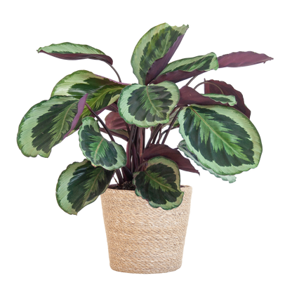 Calathea Medaillon mit Sofia-Korb natur - 65cm - Ø21 - Pflanzfix24.de - Pflanzfix24.de