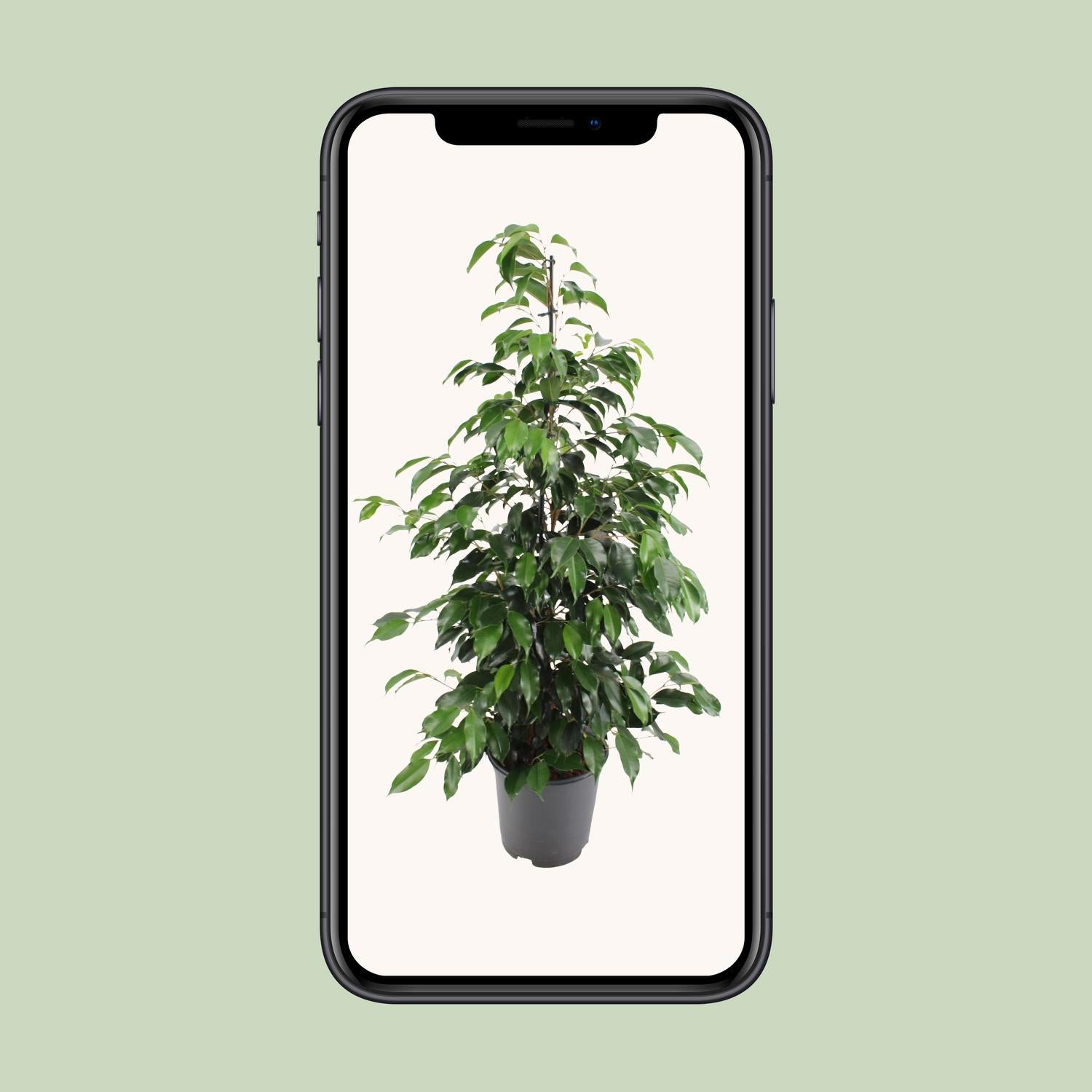 Ficus benjamina Danielle - Ø21cm - ↕95cm bei Pflanzfix24.de - Pflanzfix24.de