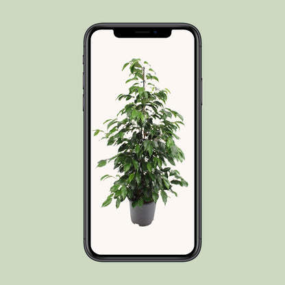 Ficus benjamina Danielle - Ø21cm - ↕95cm bei Pflanzfix24.de - Pflanzfix24.de