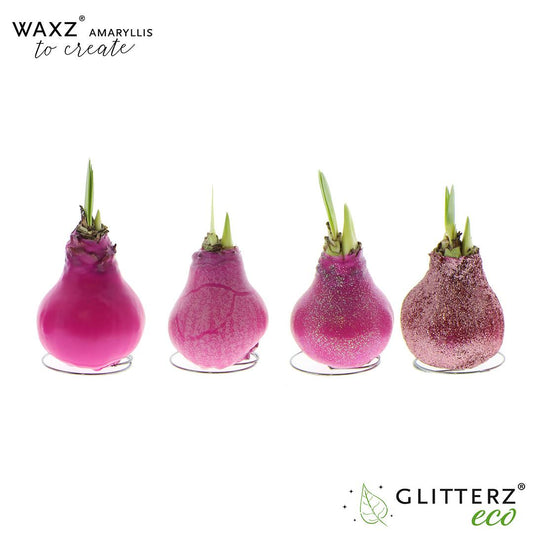 Amaryllis Waxz To Create Pink - 4 stuks - Ø7 cm - ↕15 cm - Pflanzfix24