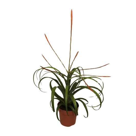 Tillandsia Flabelatta - Ø12cm - ↕40cm von Pflanzfix24