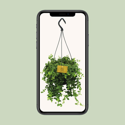 Kalanchoe Mangini - Ø15cm - ↕40cm - Pflanzfix24