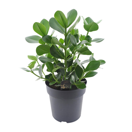 Clusia Rosea Princess - Ø27cm - ↕60cm - Pflanzfix24