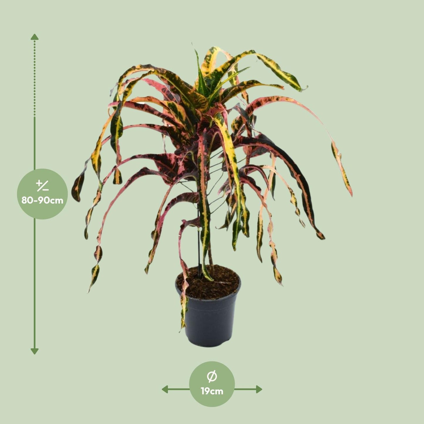 Croton Dreadlock P19 - Ø19cm - ↕85cm - Pflanzfix24