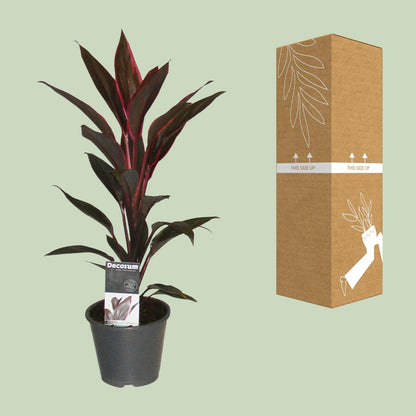 Cordyline Tango - Ø12cm - ↕40cm bei Pflanzfix24