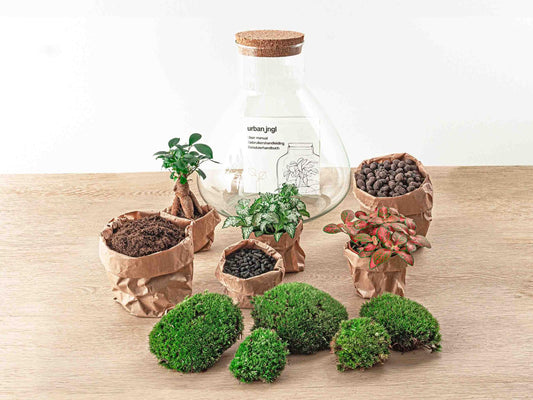 Sam XL Bonsai - DIY Terrarium - 32 cm hoog - Pflanzfix24