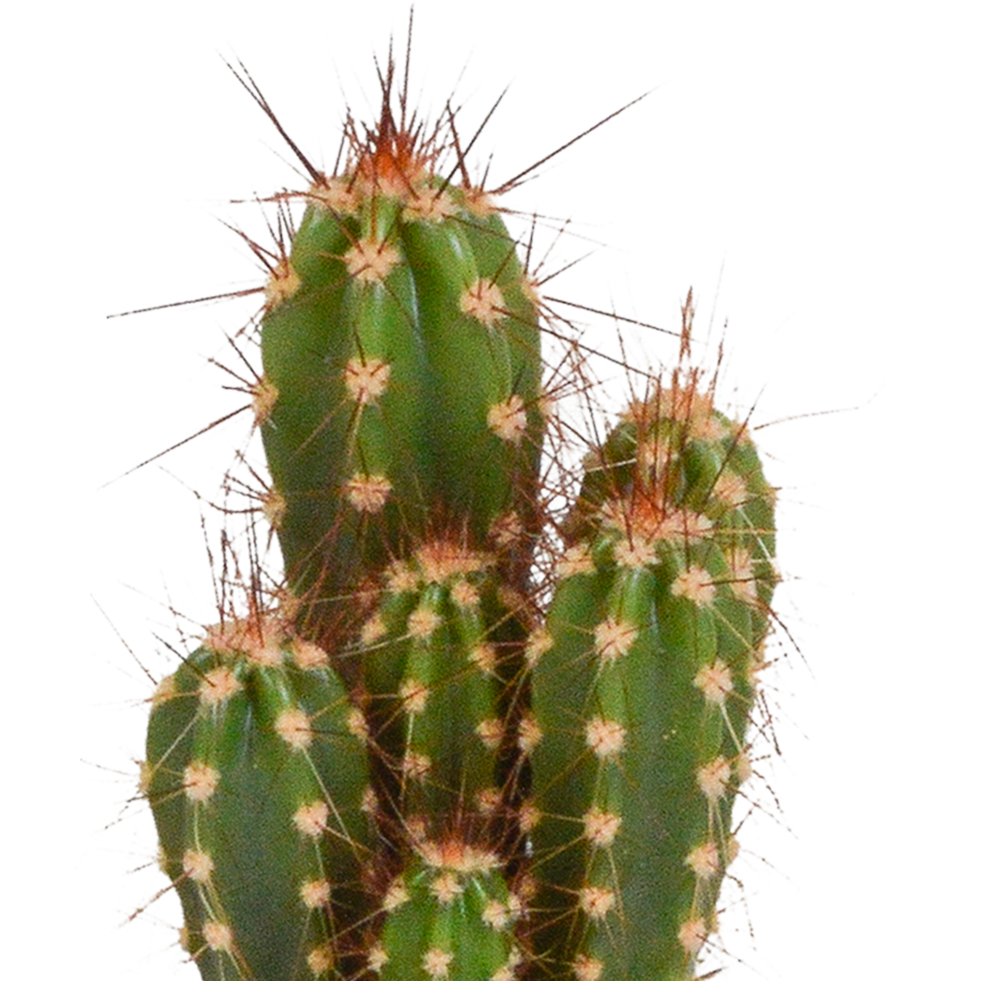 Cactus en vetplanten Mischung 5,5 cm | 15 stück - in Mexicaanse pot - Pflanzfix24.de - Pflanzfix24.de