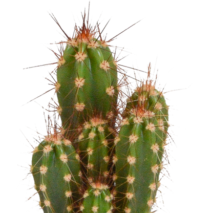 Cactus en vetplanten Mischung 5,5 cm | 15 stück - in Mexicaanse pot - Pflanzfix24.de - Pflanzfix24.de