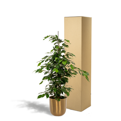 Ficus benjamina Danielle - Ø21cm - ↕95cm + Topf Mayk Gold - Pflanzfix24