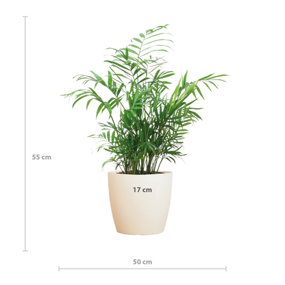 Chamaedorea Elegans mit Viber weiß - 55cm - Ø17 - Pflanzfix24