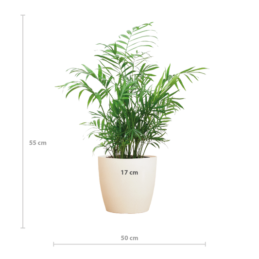 Chamaedorea Elegans mit Viber weiß - 55cm - Ø17 - Pflanzfix24