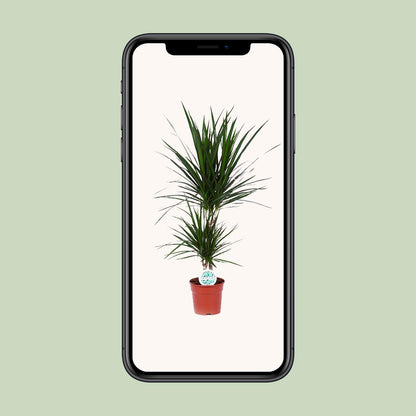 Dracaena Marginata - Ø17cm - pflanzfix24