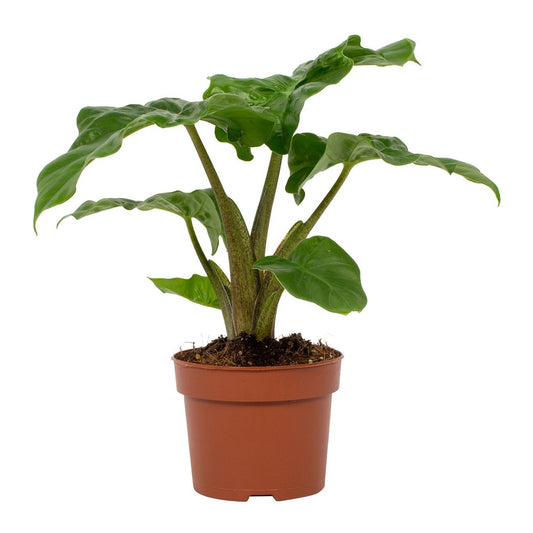 Alocasia Low Rider 12cm - Ø12cm - ↕30cm - Pflanzfix24