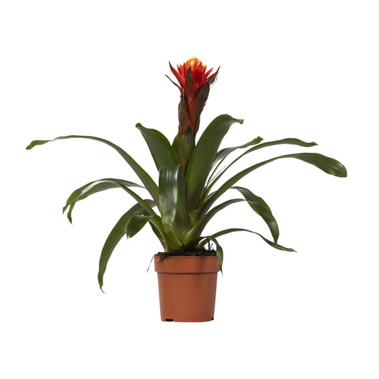 Guzmania Happiness - Ø12 ↕45 - Pflanzfix24.de - Pflanzfix24.de