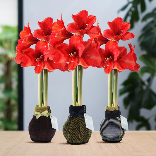 No Water Flowers® Fashionz Elegant Mix (3er Pack) + Rote Blume - Pflanzfix24