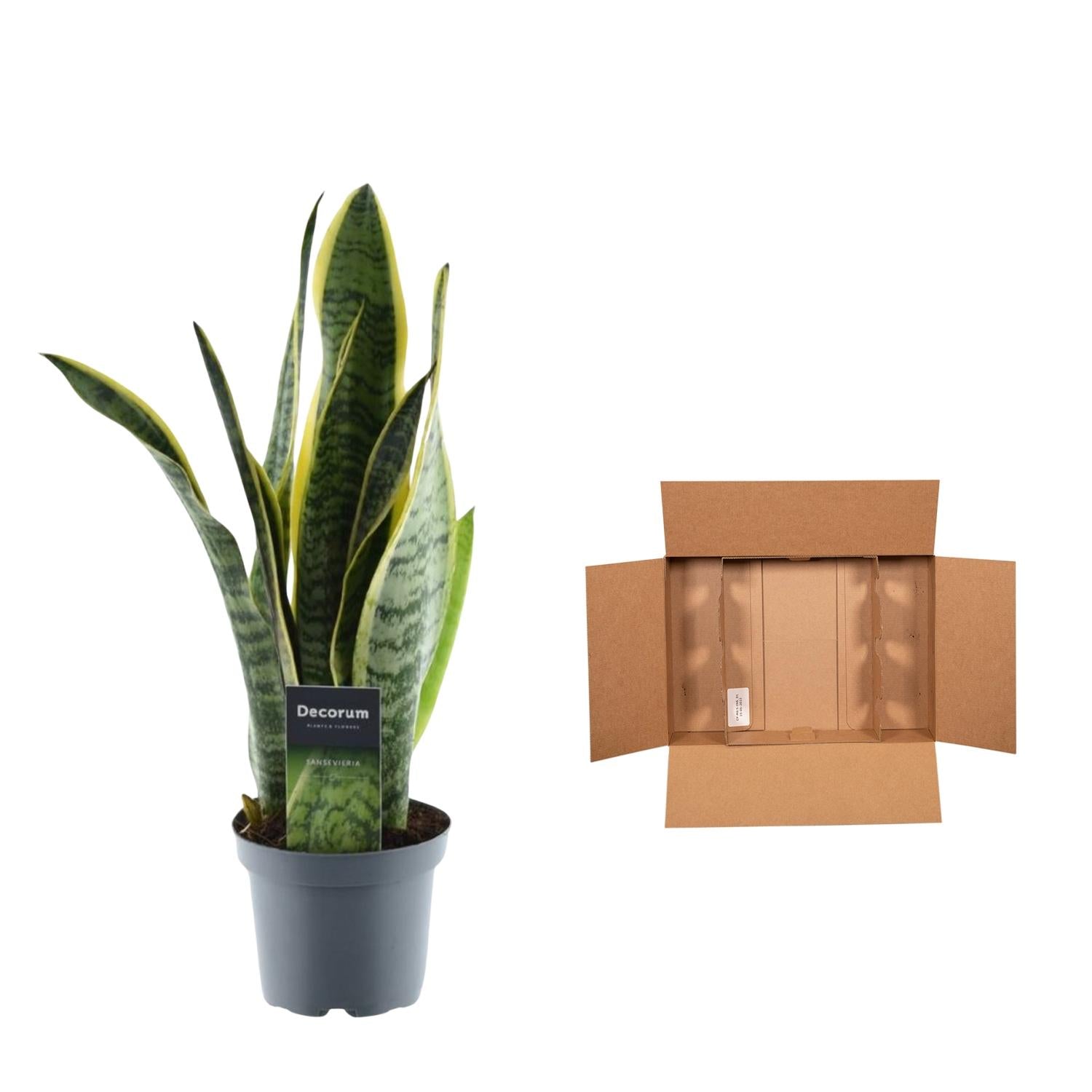 Sansevieria Laurentii Ø12cm 45cm – Bogenhanf | Pflanzfix24.de - Pflanzfix24.de