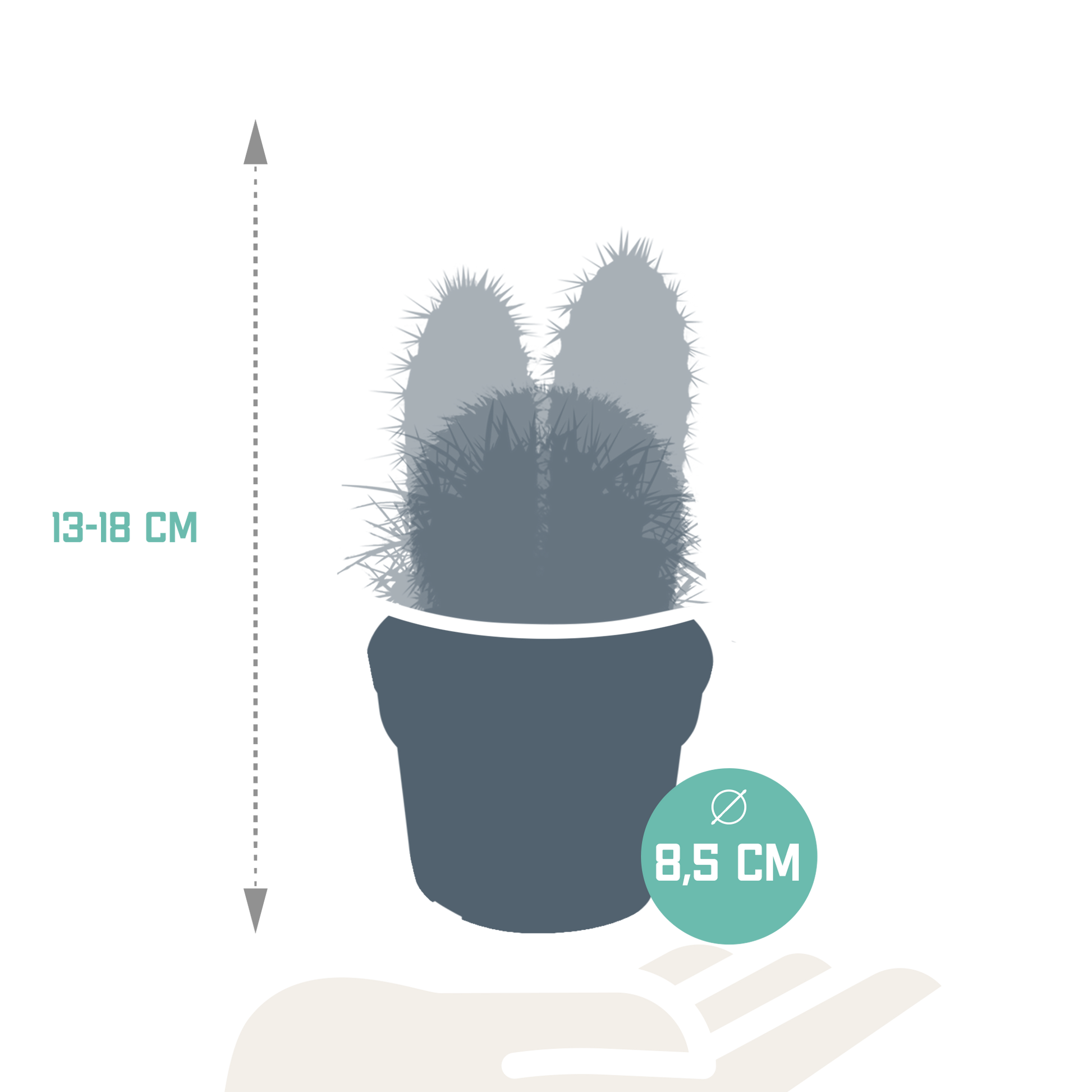 Kakteenmischung 8,5 cm - 3x - zonder pot - Pflanzfix24.de - Pflanzfix24.de