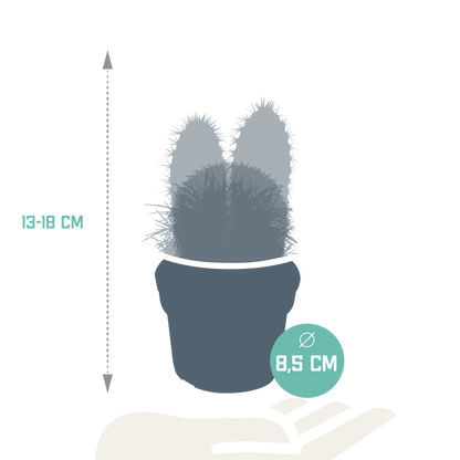 Kakteenmischung 8,5 cm - 3x - zonder pot - Pflanzfix24.de - Pflanzfix24.de