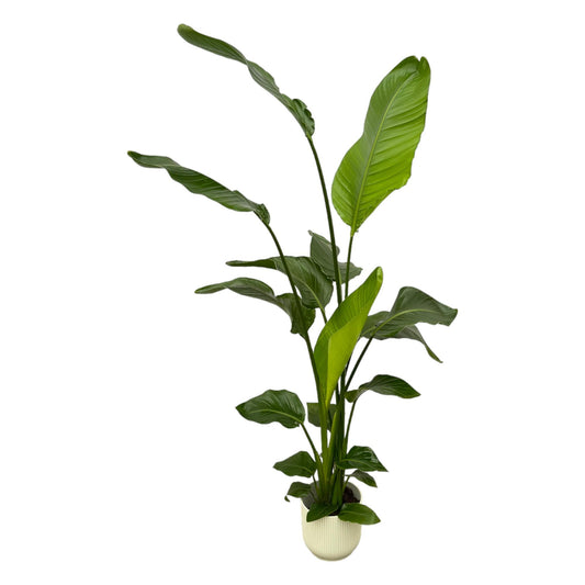 Strelitzia Nicolai 130 cm Ø18 mit elho Vibes Fold Round weiß | Pflanzfix24.de - Pflanzfix24.de