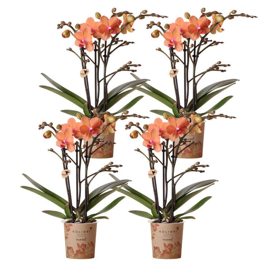 4er Set Phalaenopsis Bozen Orange – Combi Deal Ø9cm | Pflanzfix24.de - Pflanzfix24.de