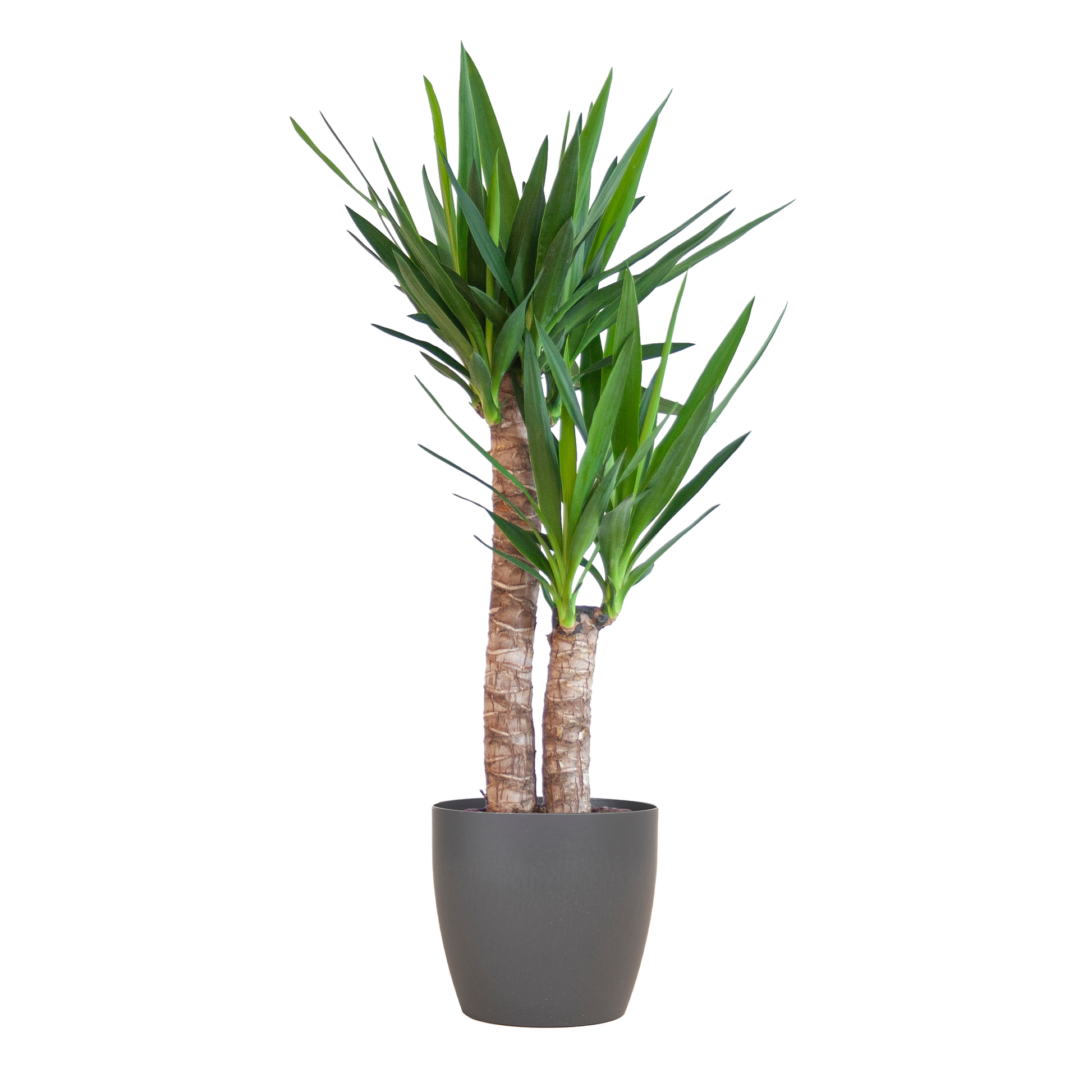 Yucca Elephantipes 90cm mit schwarzem Viber-Topf | Pflanzfix24.de - Pflanzfix24.de