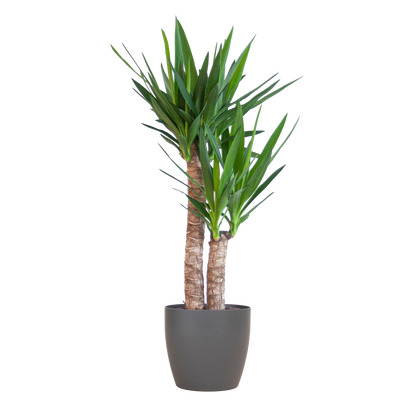 Yucca Elephantipes 90cm mit schwarzem Viber-Topf | Pflanzfix24.de - Pflanzfix24.de