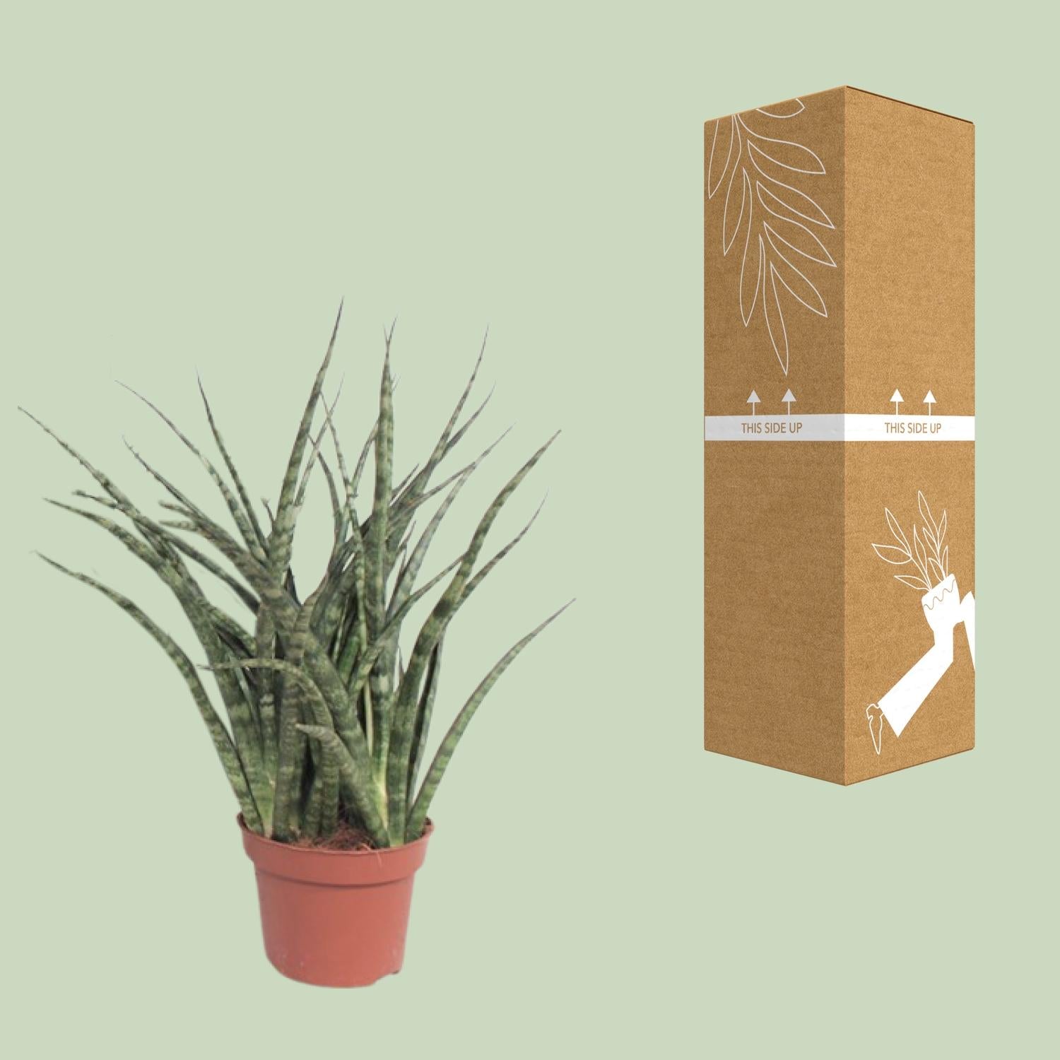 Sansevieria Fernwood Punk Ø12cm – 35cm hoch | Pflanzfix24.de - Pflanzfix24.de