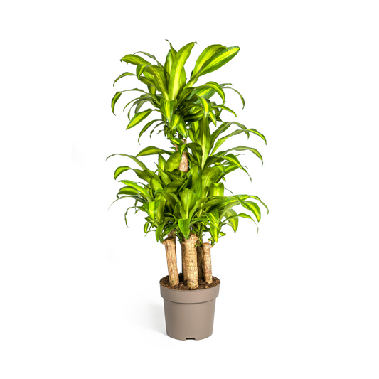 Dracaena Fragrans Massangeana Karussell - pflanzfix24