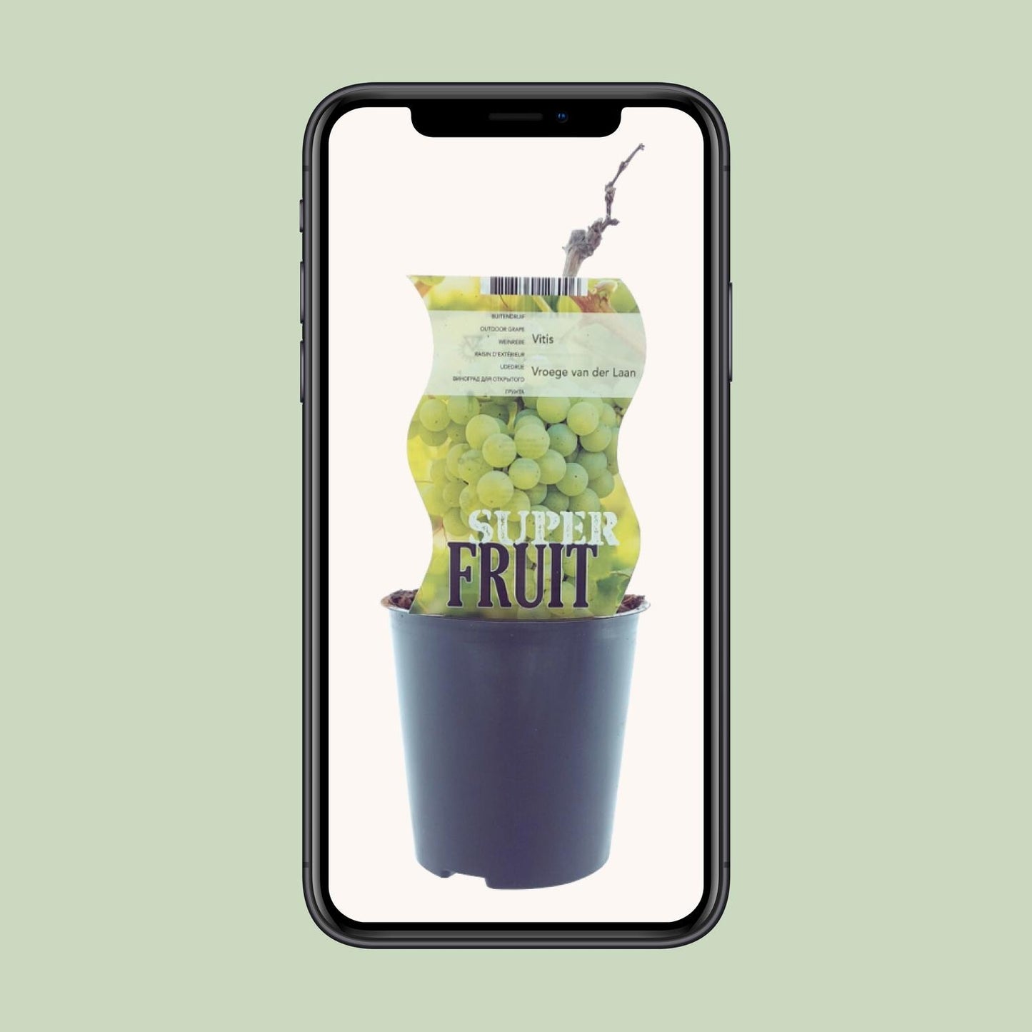 Vitis Vroege Van Der Laan (Weiße Traube) - Ø12cm - ↕30cm - Pflanzfix24