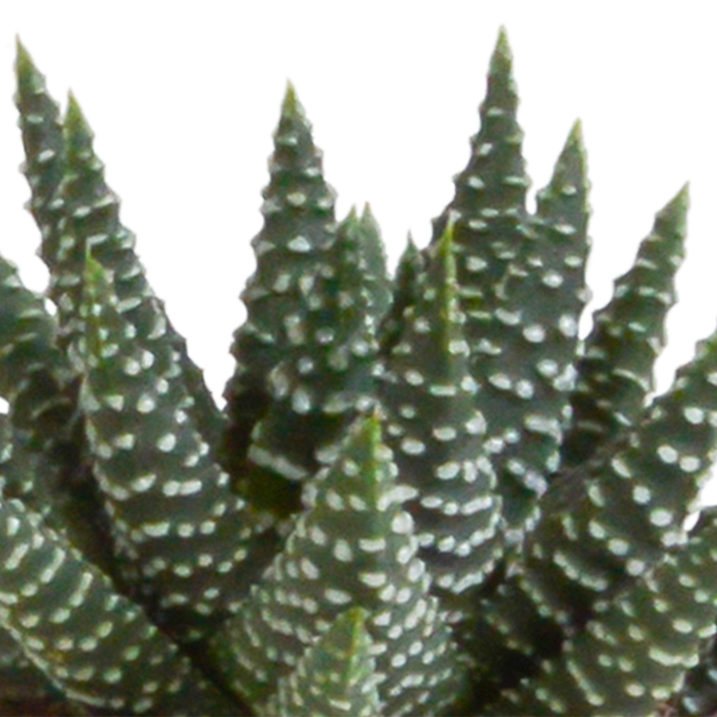 Gasteria/Haworthia-Mischung 5,5cm - 5x - Mexicaanse pot - Pflanzfix24.de - Pflanzfix24.de