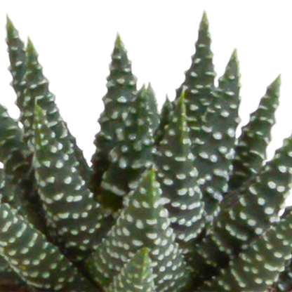 Gasteria/Haworthia-Mischung 5,5cm - 5x - Mexicaanse pot - Pflanzfix24.de - Pflanzfix24.de