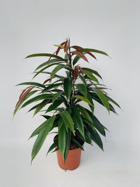 Ficus Binnendijkii 'Amstel King' P17 - Pflanzfix24