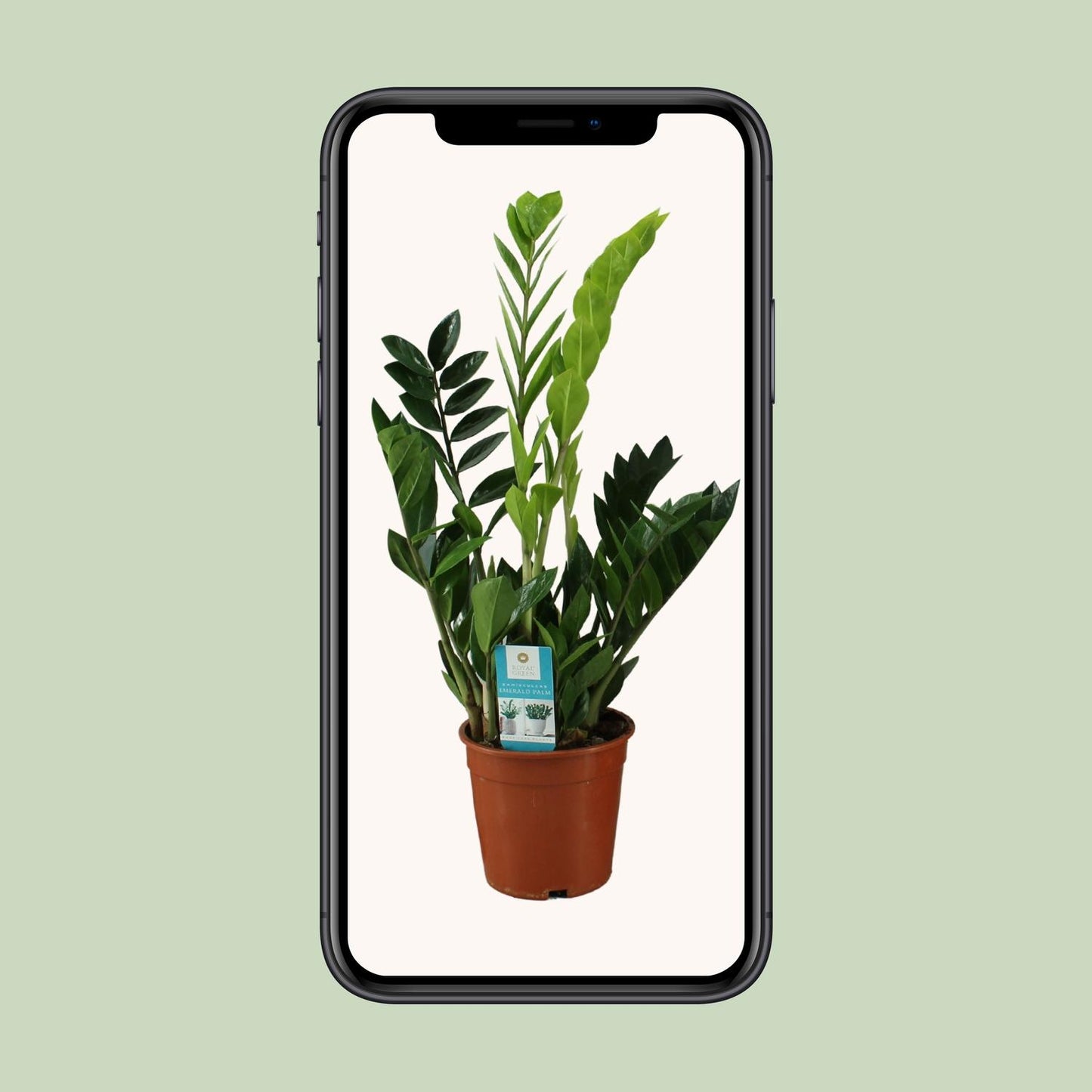 Zamioculcas Zamiifolia 65cm – Grünpflanze bei Pflanzfix24.de - Pflanzfix24.de
